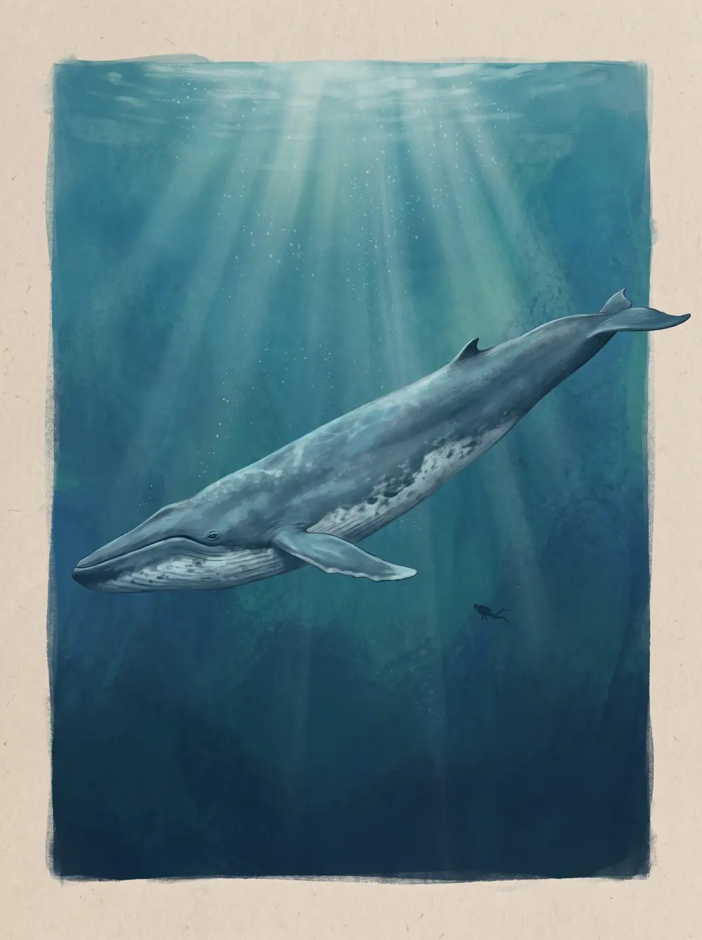 Blue whale