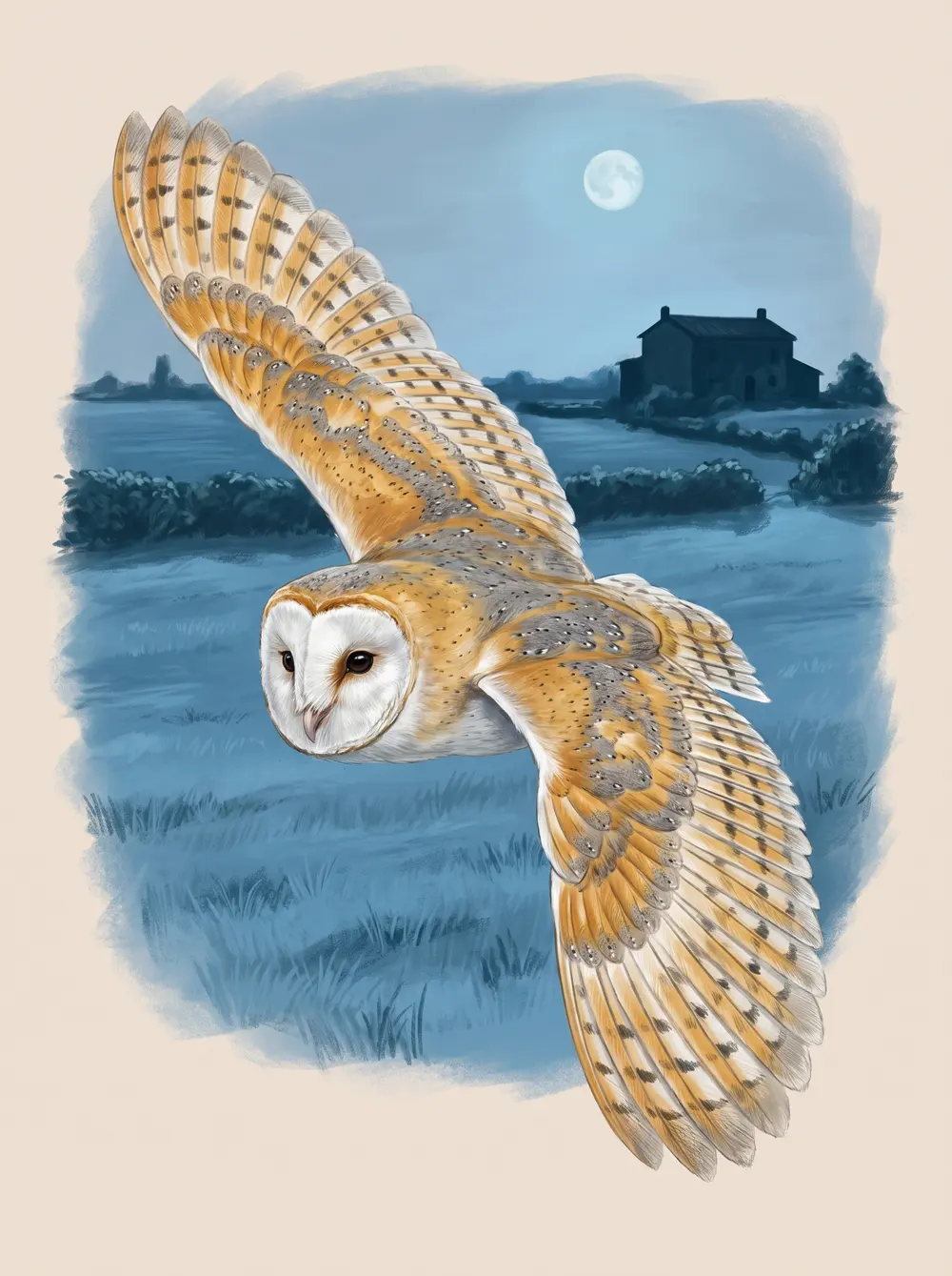 Barn owl