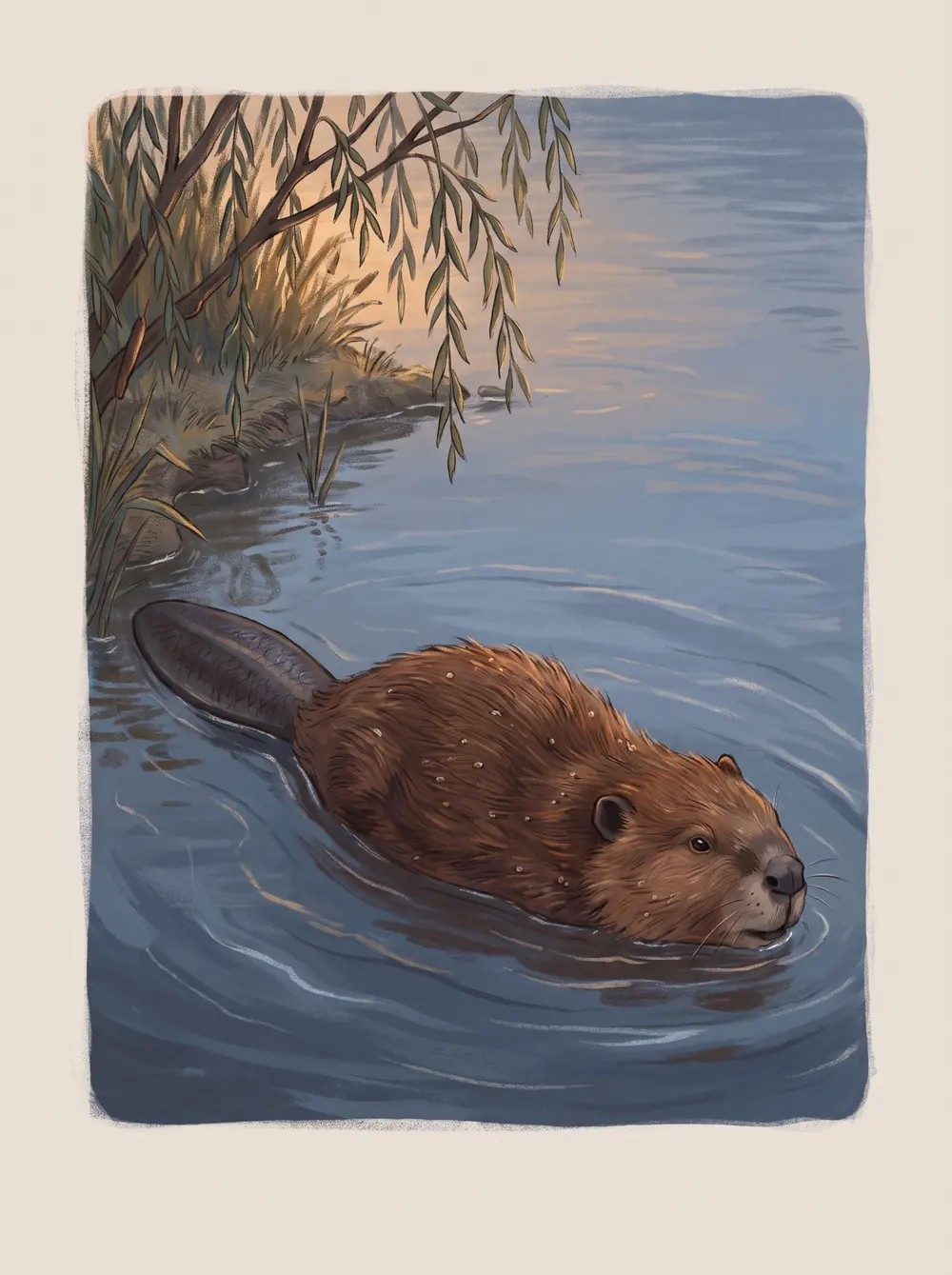 Beaver