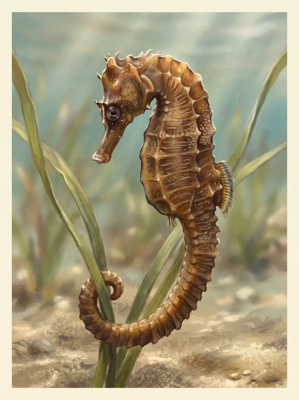 Seahorse