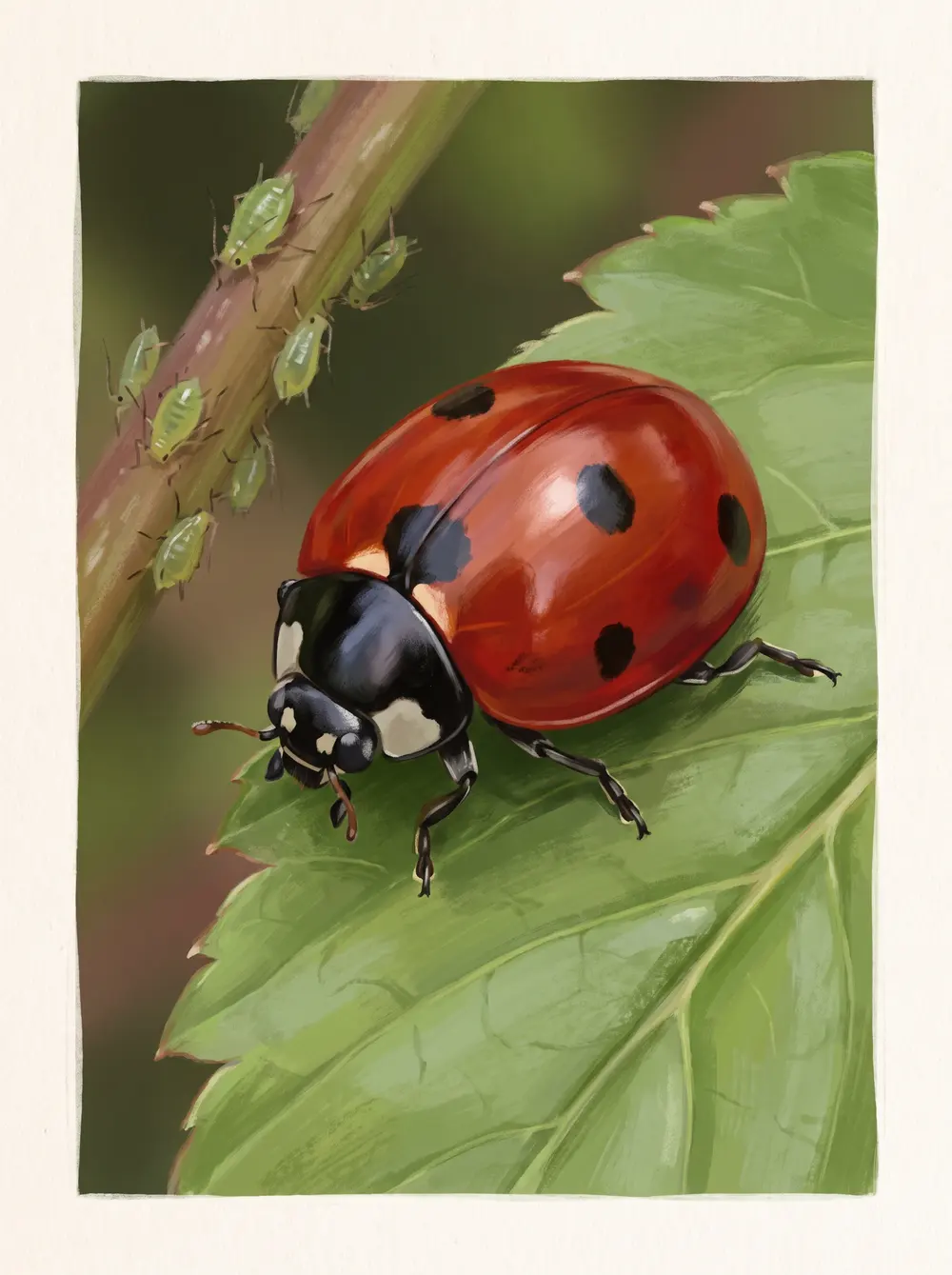 Ladybug