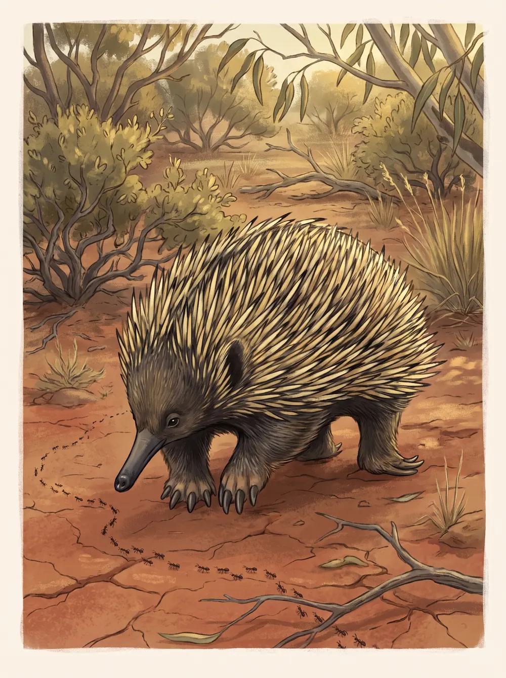 Echidna