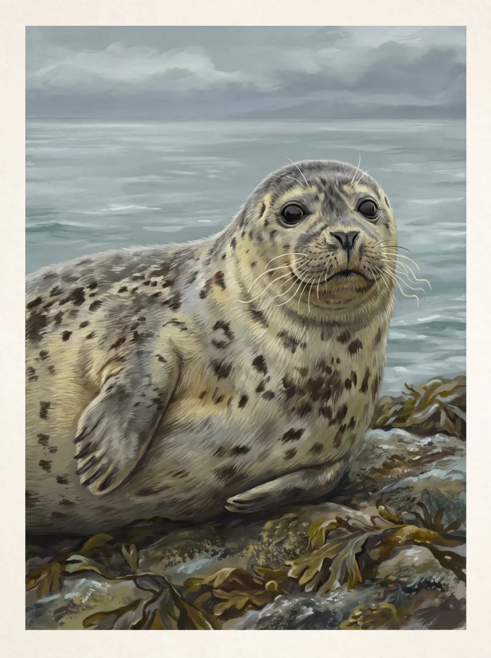 Harbor seal