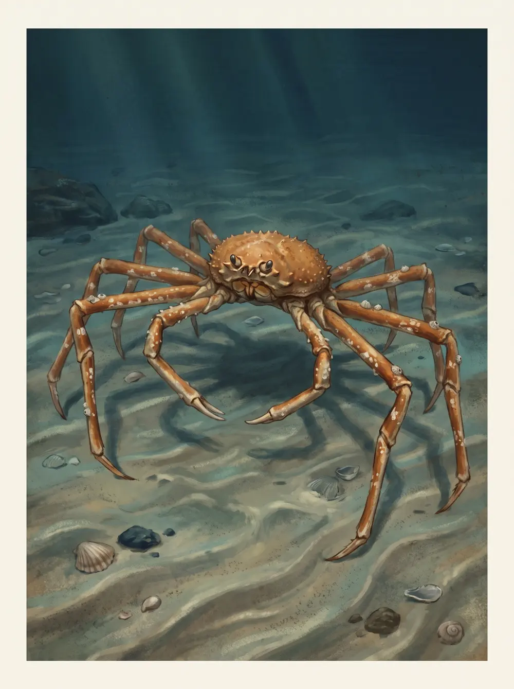 Japanese spider crab