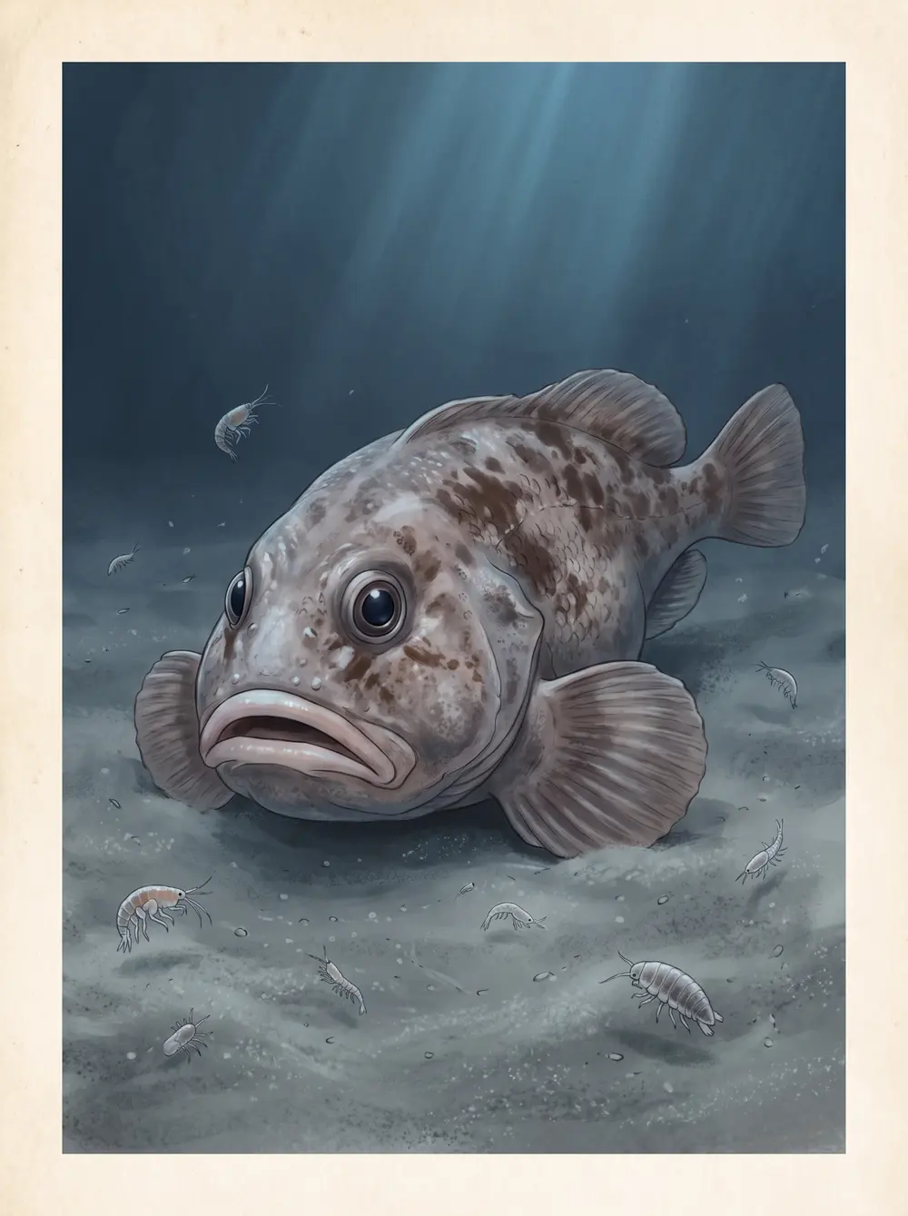 Blobfish