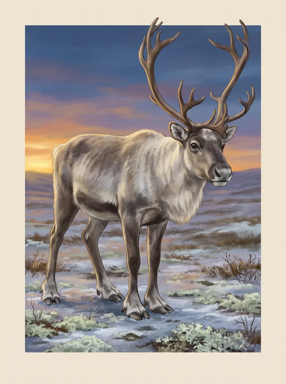 Reindeer